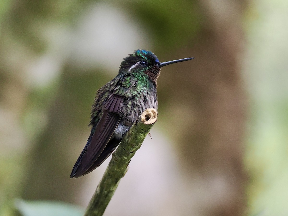 Colibrí Gorjipúrpura - ML553202661