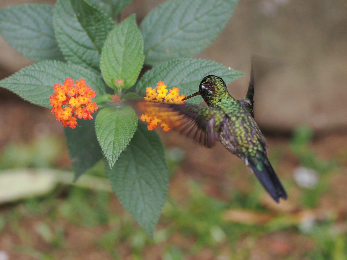 kolibřík fialovohrdlý - ML553202681