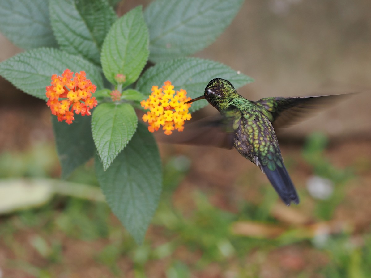 kolibřík fialovohrdlý - ML553202691