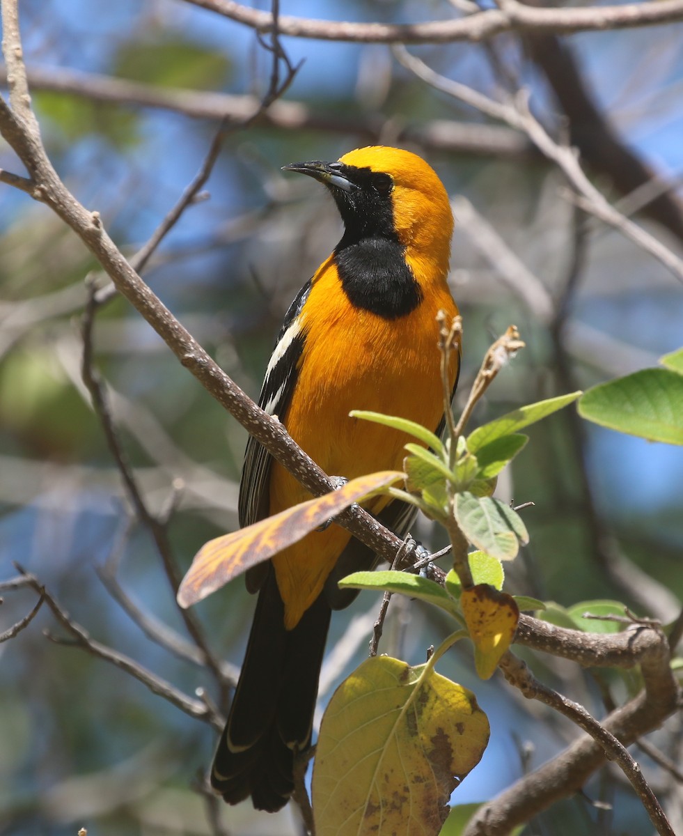 Hooded Oriole - ML553202931