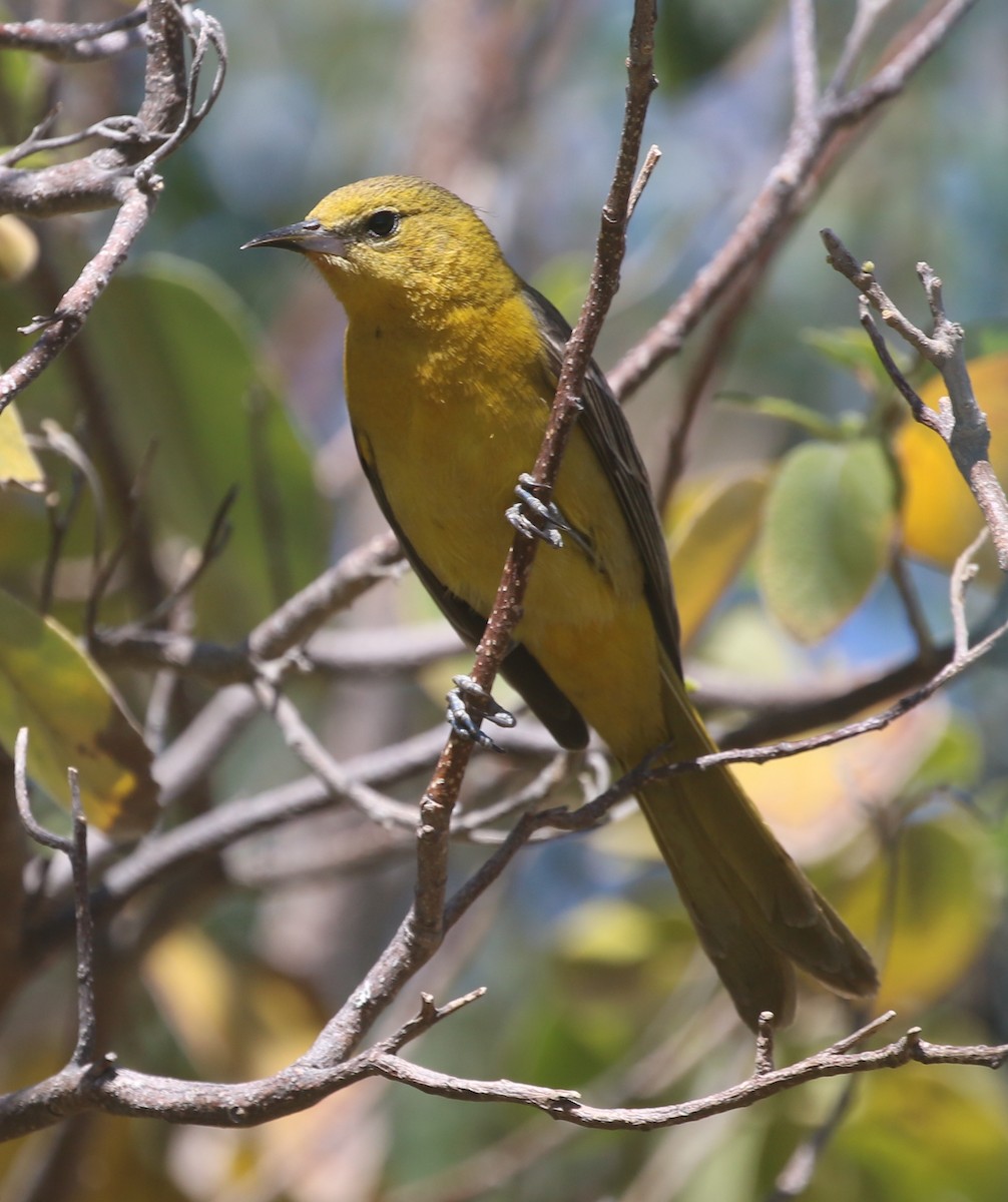 Hooded Oriole - ML553203031