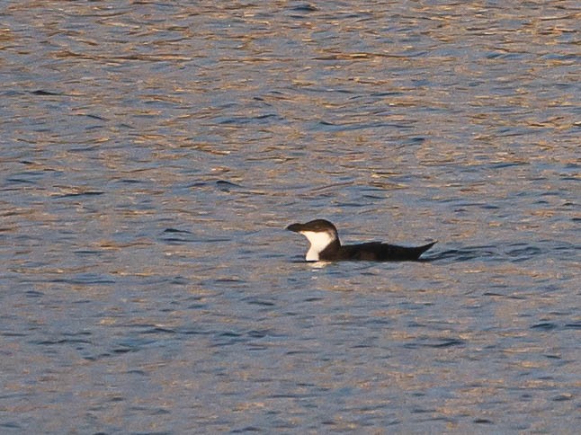 Razorbill - ML553203761