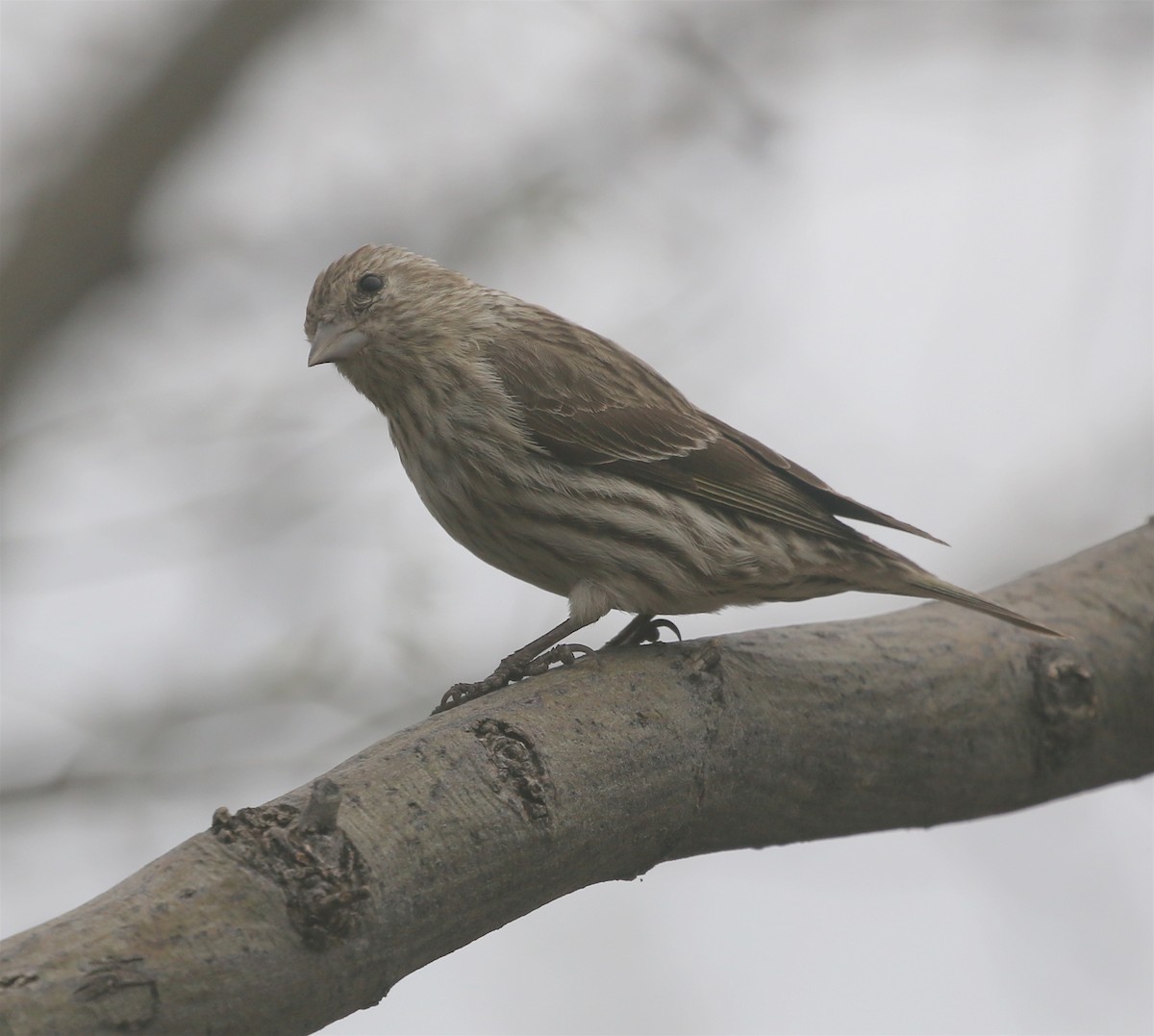 Pine Siskin - ML553203891