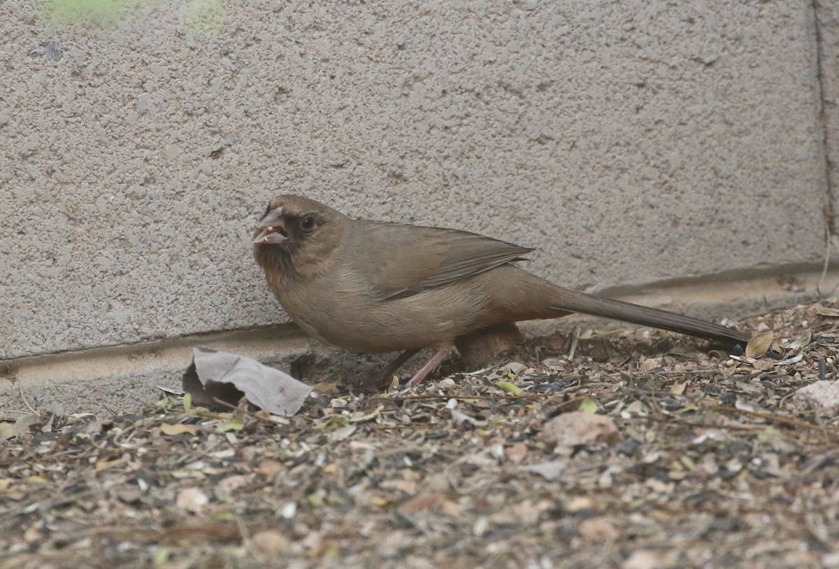 Abert's Towhee - ML553203931