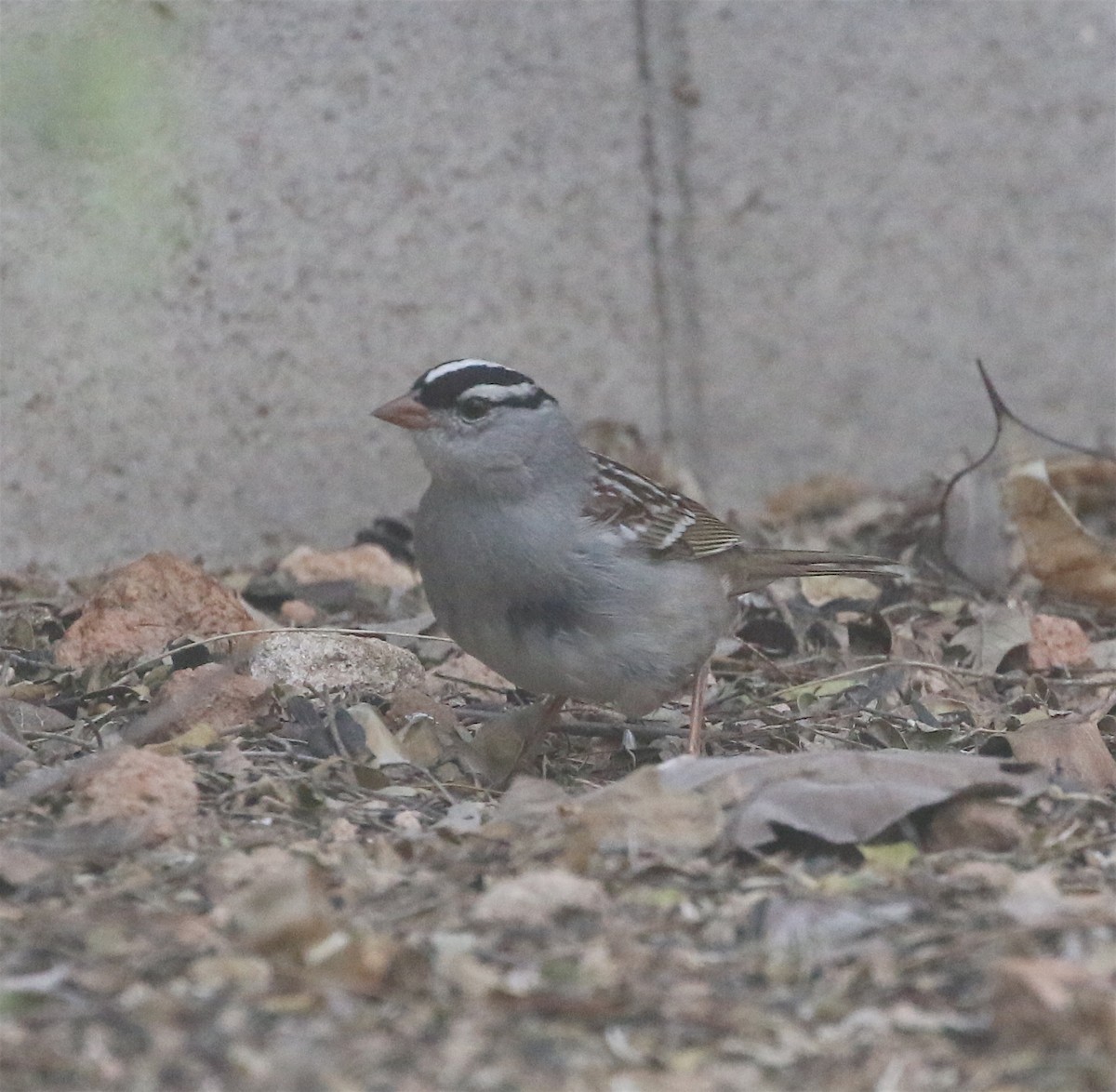 Bruant à couronne blanche (oriantha) - ML553203961