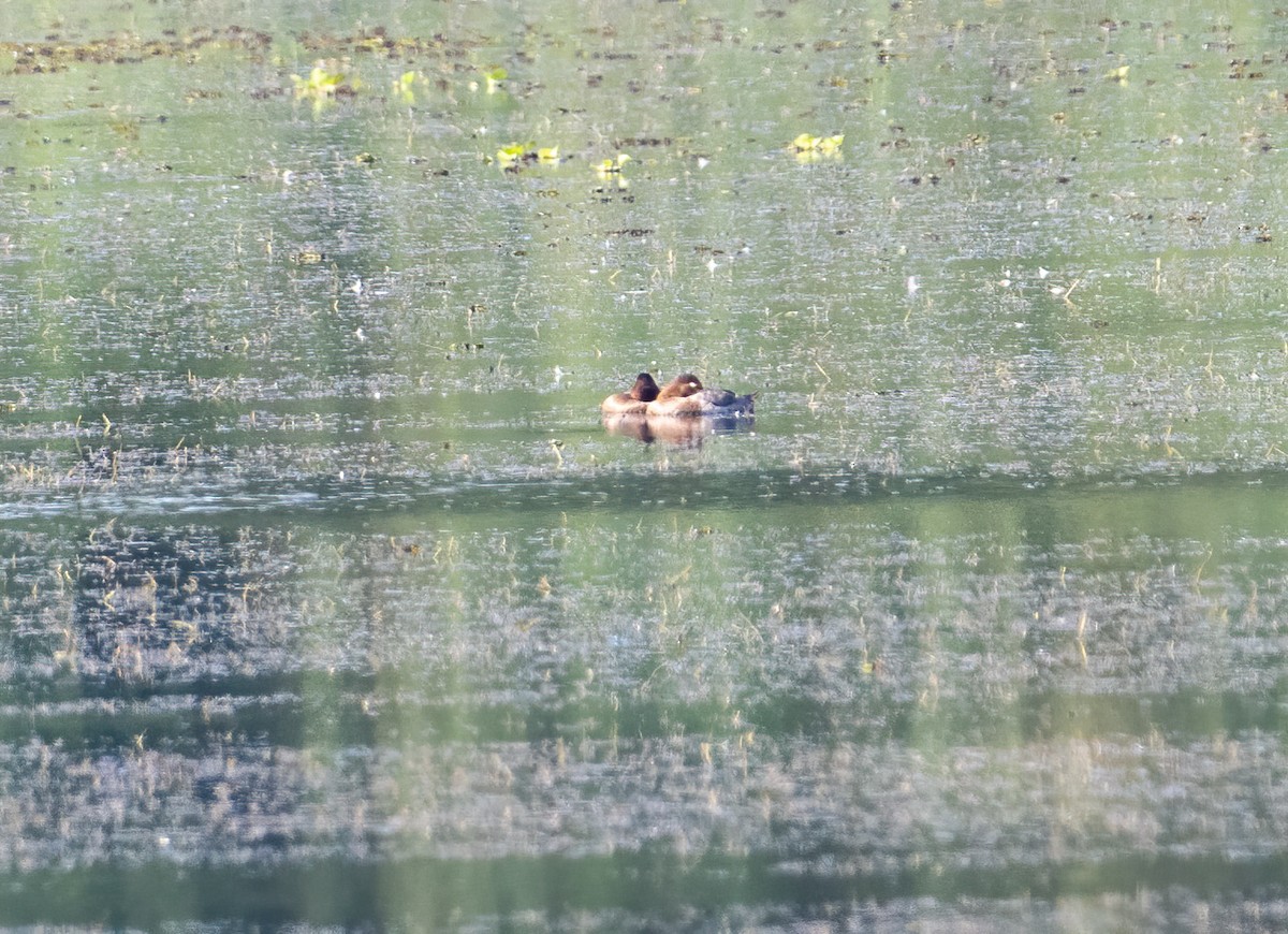 Common Pochard - ML553204071