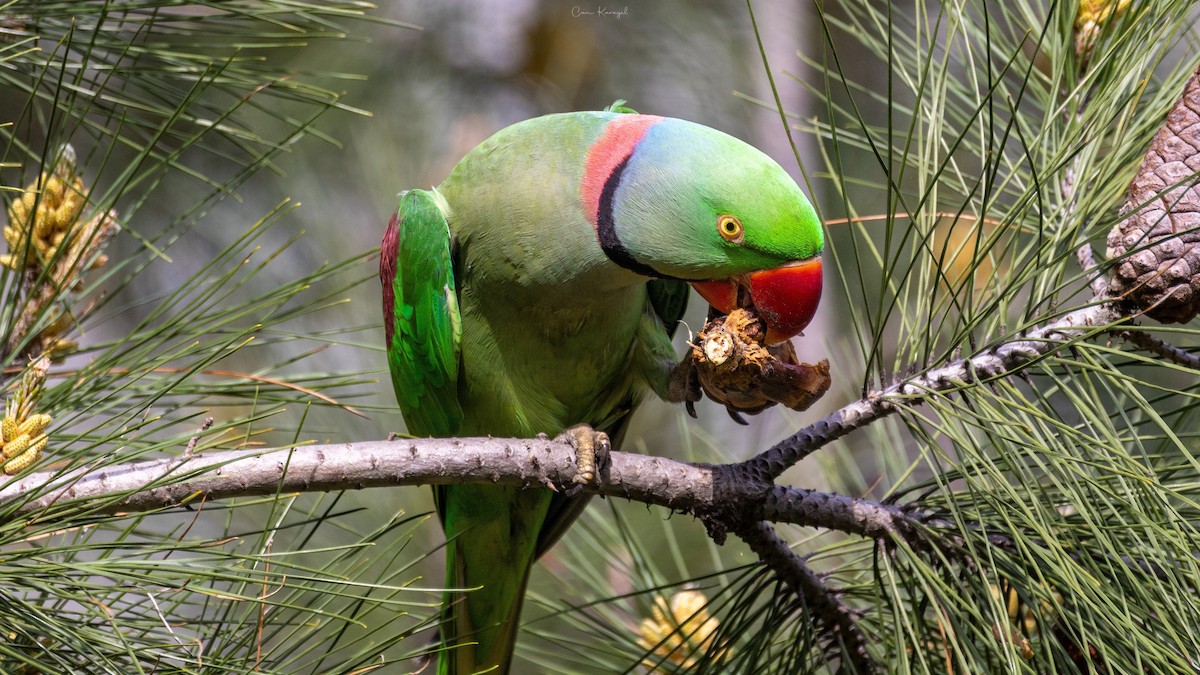 Alexandrine Parakeet - ML553204241