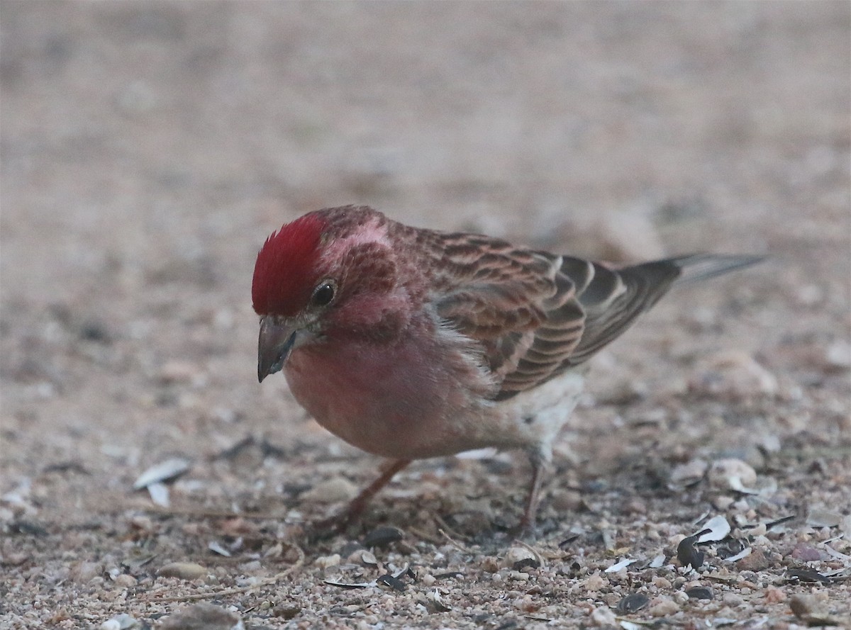 Cassin's Finch - David Stejskal