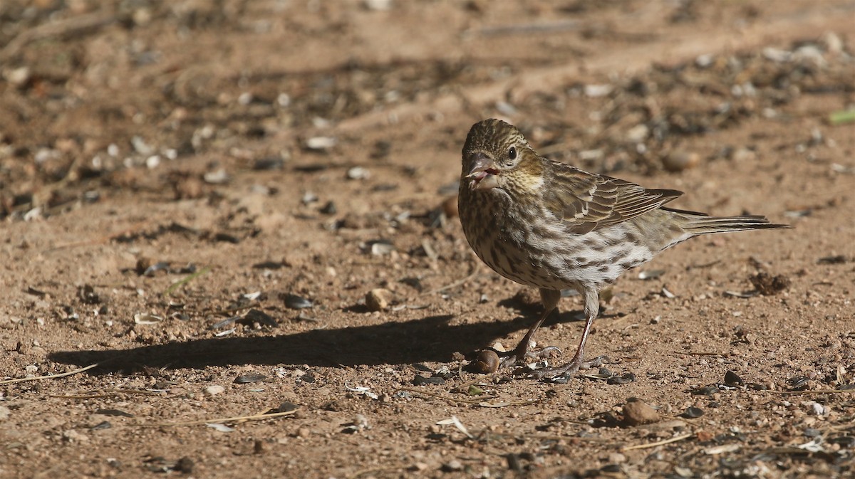 Cassin's Finch - ML553204781