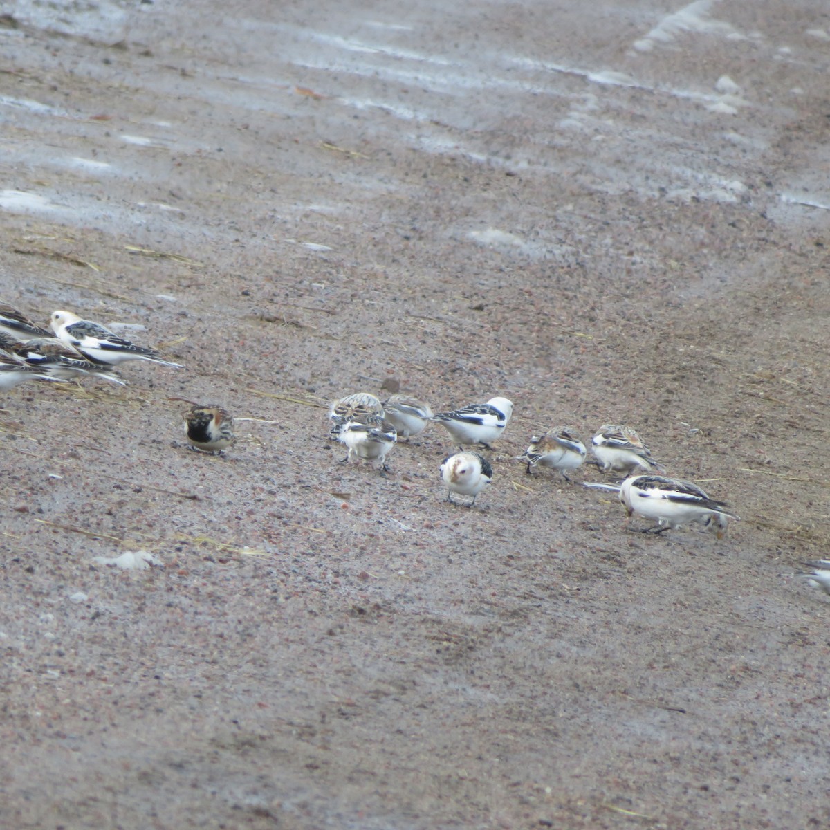 Lapland Longspur - Vincent Agnesi