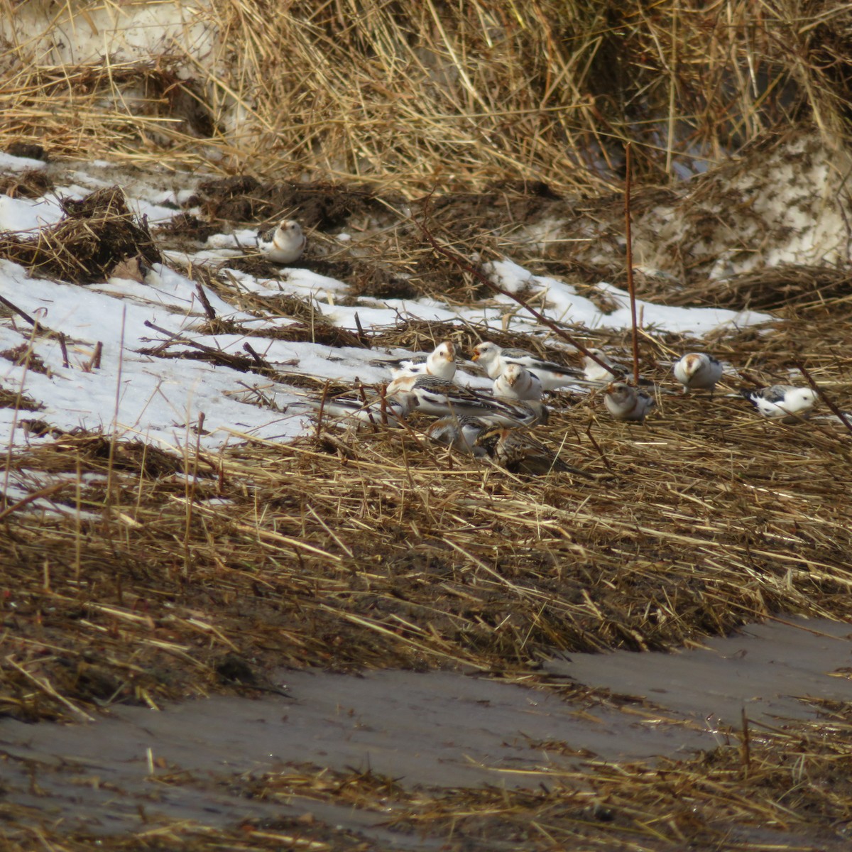 Lapland Longspur - Vincent Agnesi