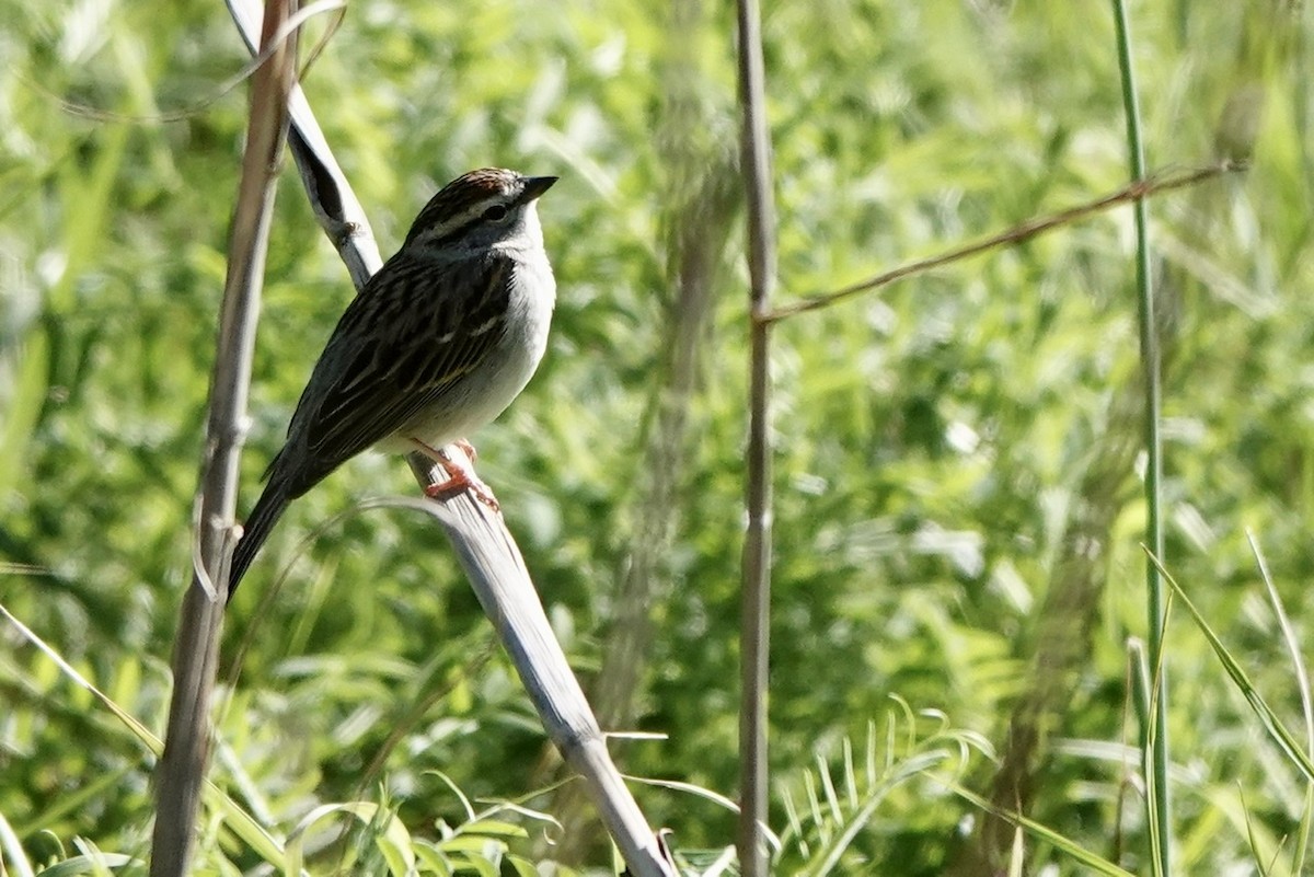 Chipping Sparrow - ML553205681