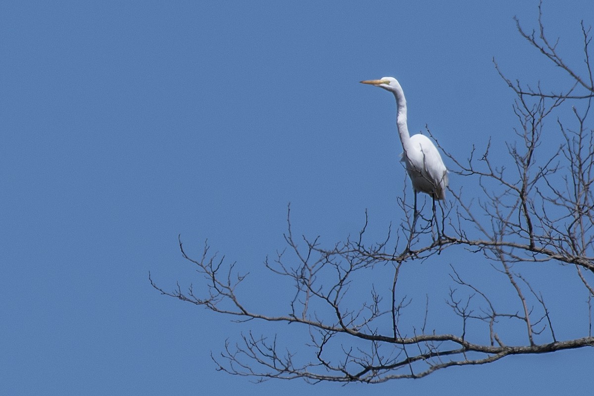 Great Egret (American) - ML553205801