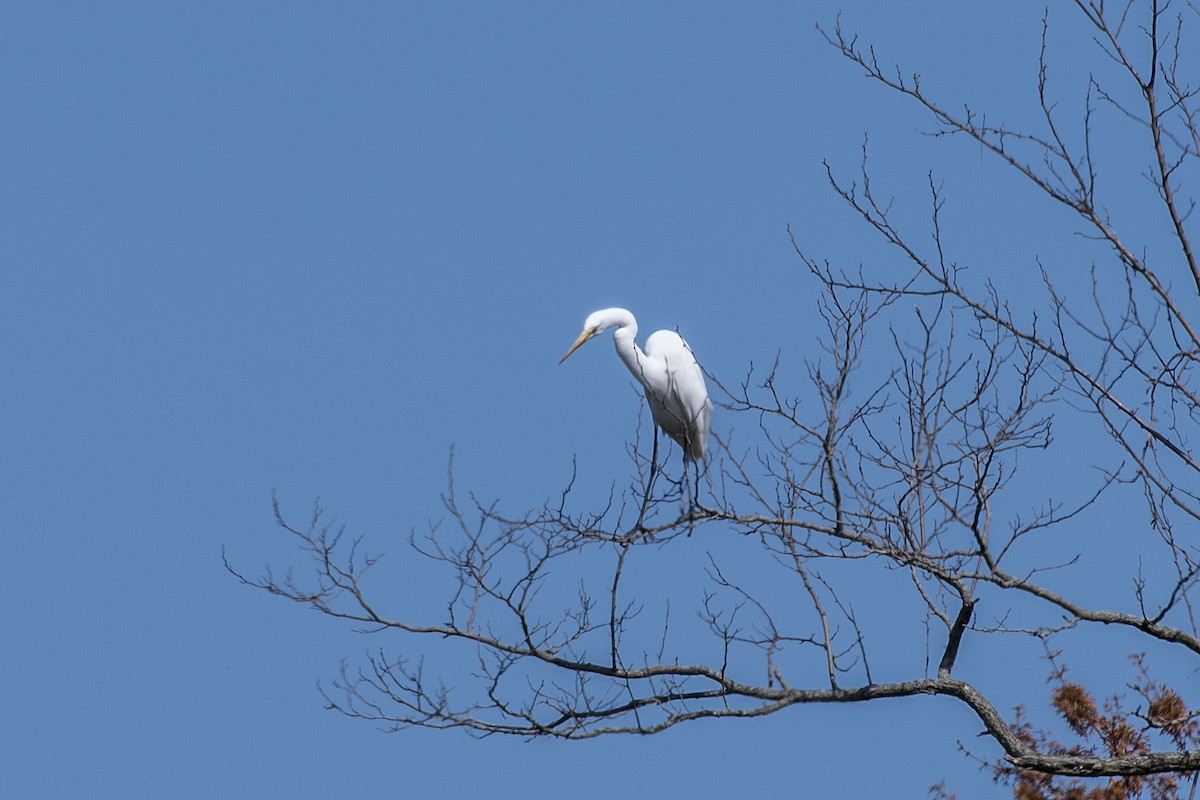 Great Egret (American) - ML553205911