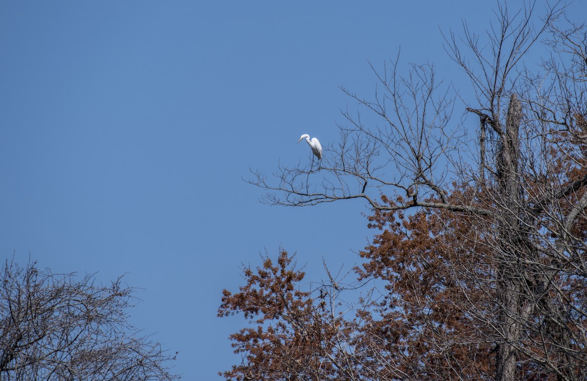 Great Egret (American) - ML553205921