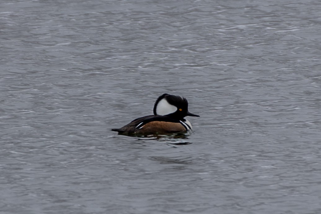 Hooded Merganser - ML553206741