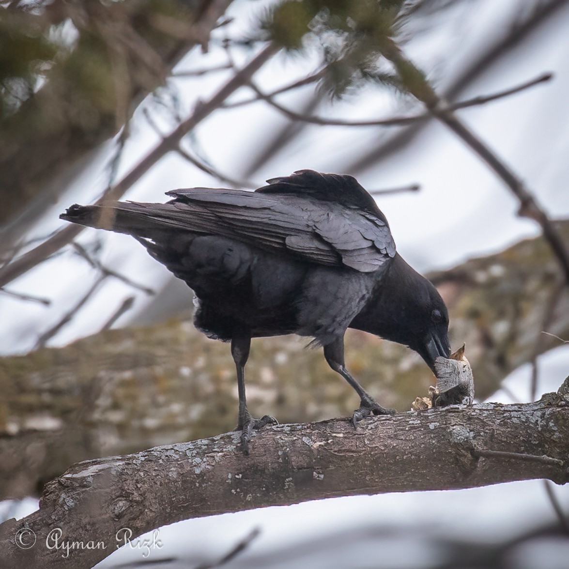 American Crow - Ayman Rizk