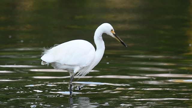 Little Egret - ML553208501