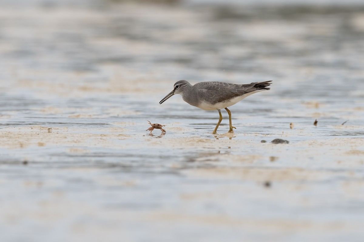 Gray-tailed Tattler - ML553208511