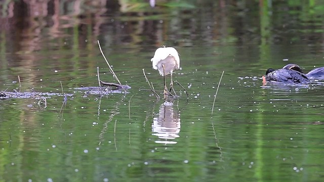 Little Egret - ML553208521