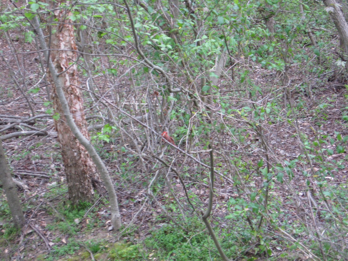 Northern Cardinal - ML553208661