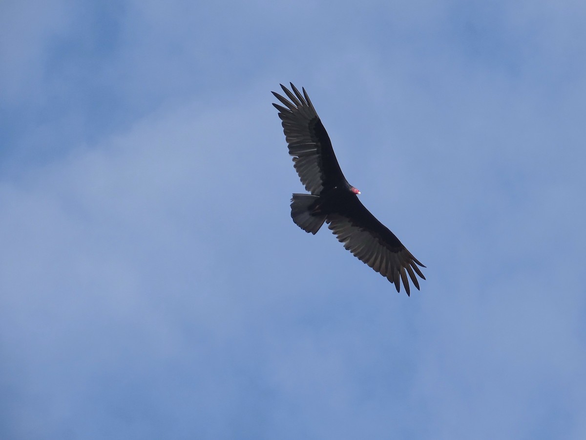 Turkey Vulture - Bany Alvarenga