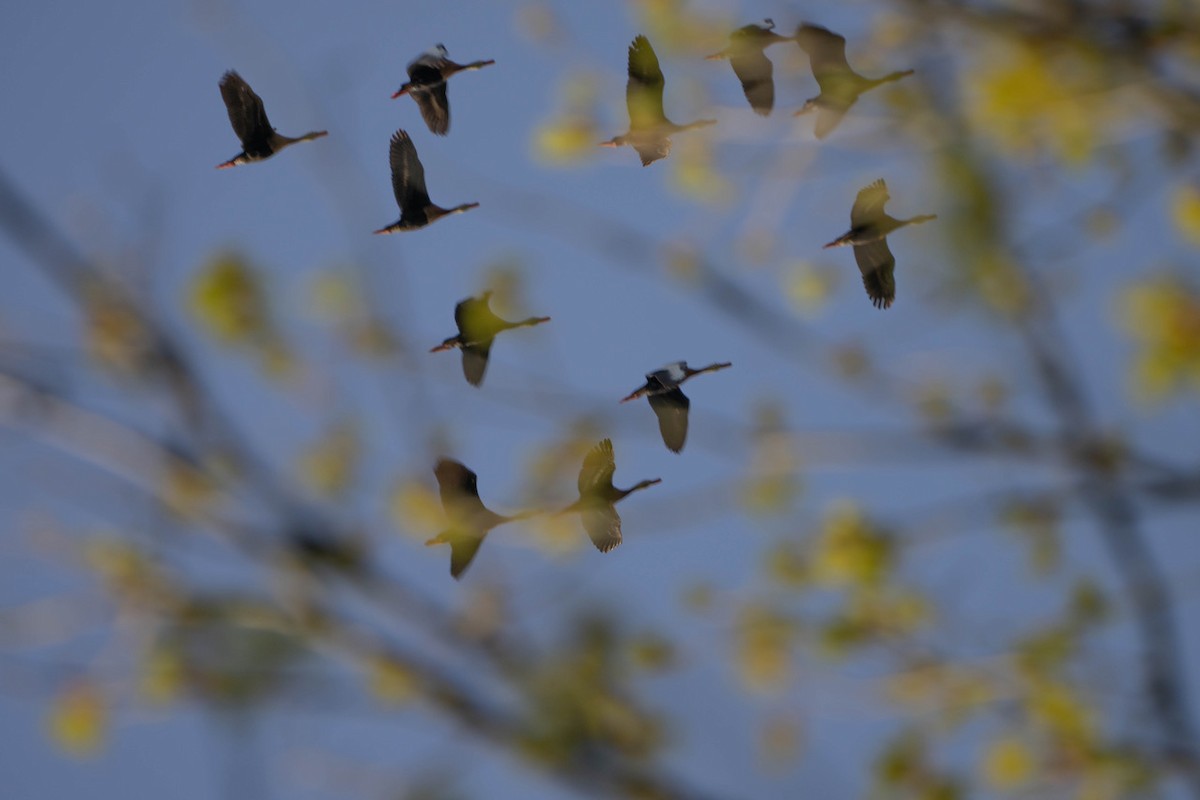 Black-bellied Whistling-Duck - Billy Mitchell