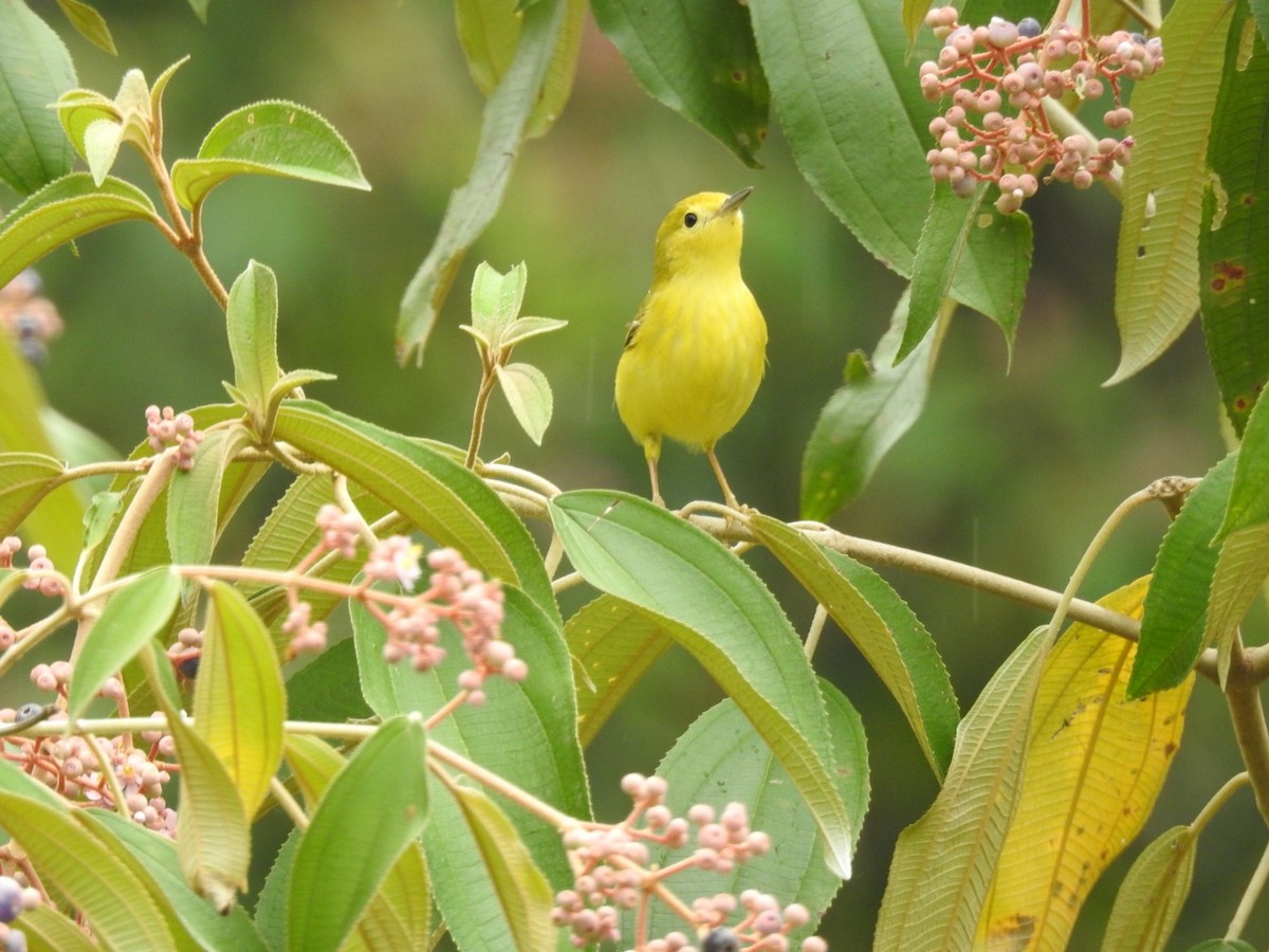 Northern/Mangrove Yellow Warbler - ML55321301