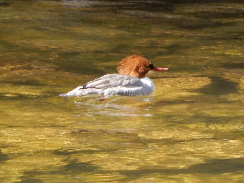 מרגון גדול - ML553213171