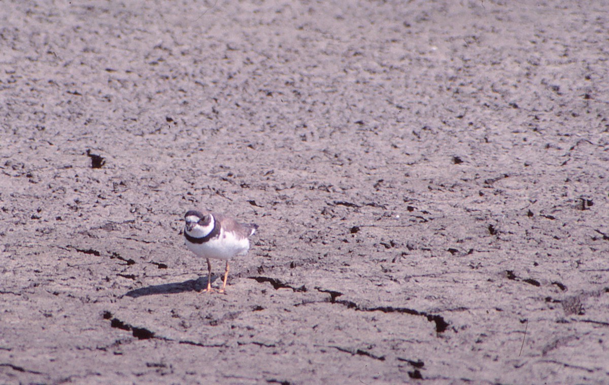 Semipalmated Plover - Nick Pulcinella