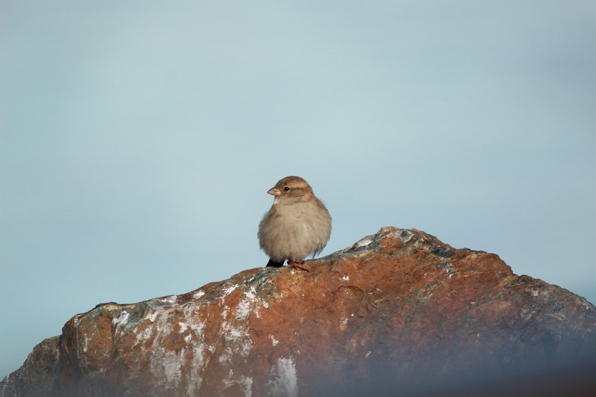 House Sparrow - ML553213901