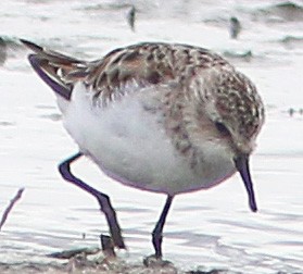 Little Stint - Chet McGaugh