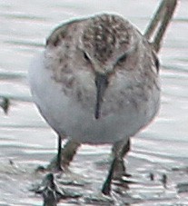 Little Stint - Chet McGaugh