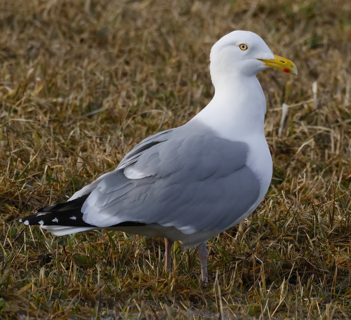 Herring Gull - ML553214231