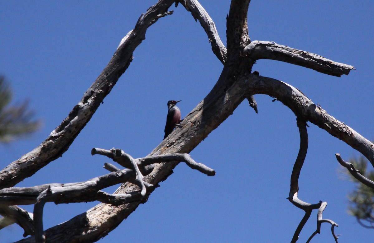 Lewis's Woodpecker - ML55321621