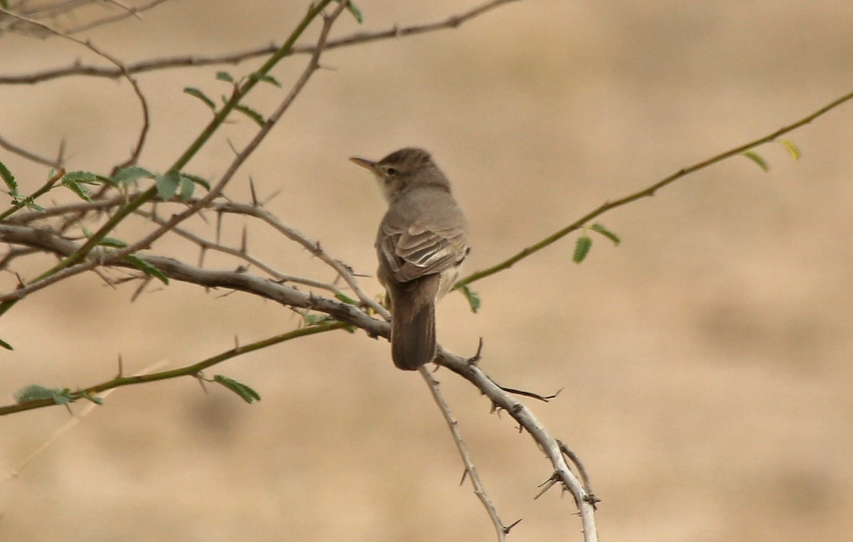 Upcher's Warbler - ML55321671