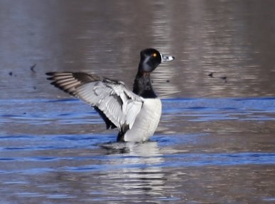 Ring-necked Duck - ML55321801