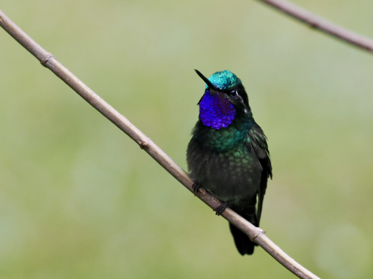 kolibřík fialovohrdlý - ML553218551