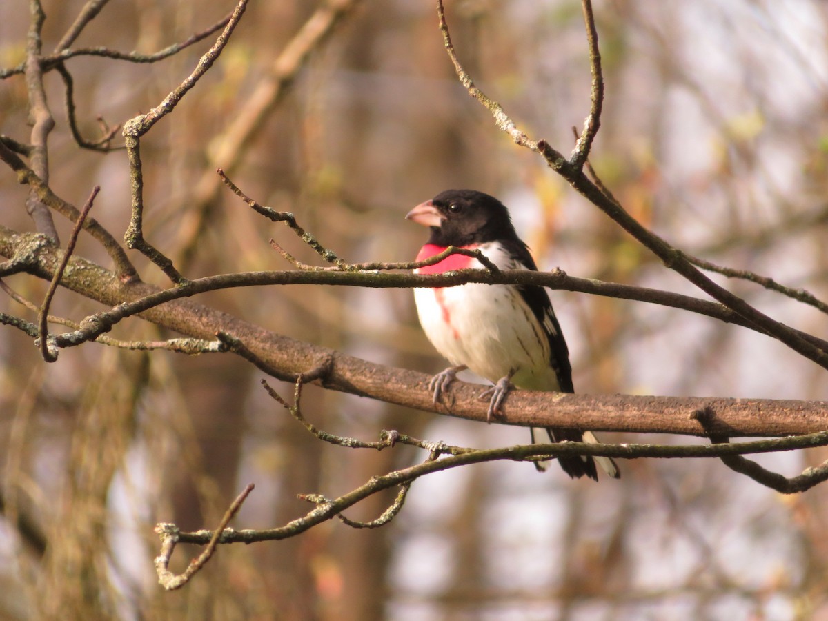 Rose-breasted Grosbeak - Anna Wittmer