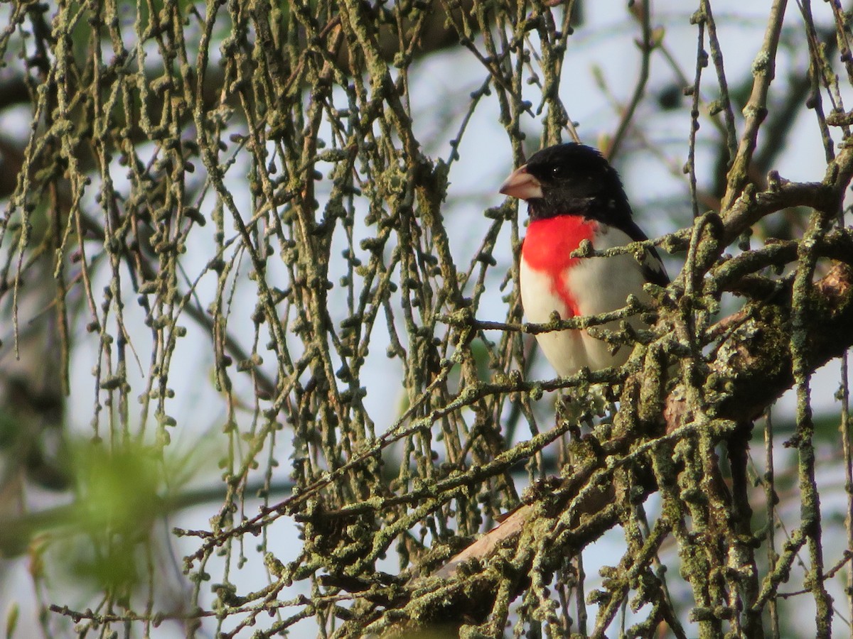 Rose-breasted Grosbeak - ML553218911