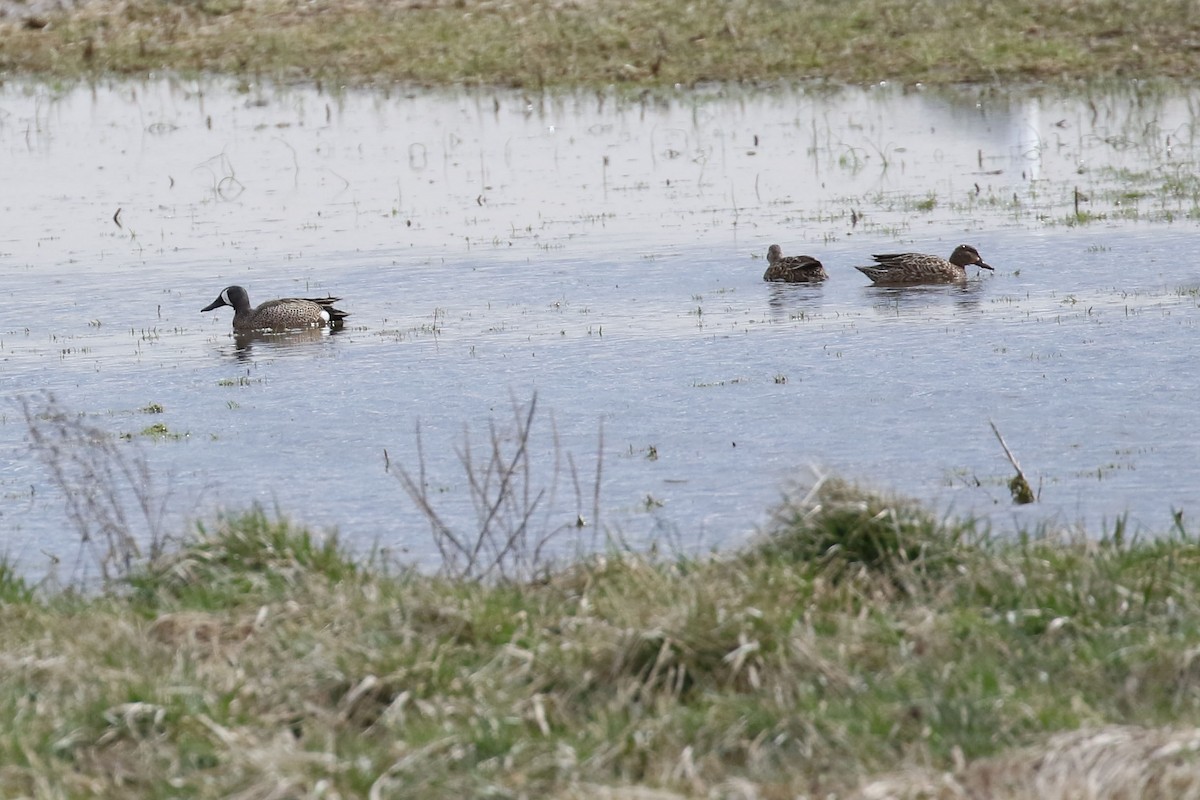 Blue-winged Teal - ML553219271