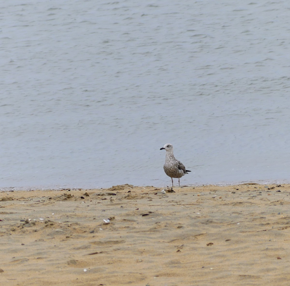 Lesser Black-backed Gull - ML553220201