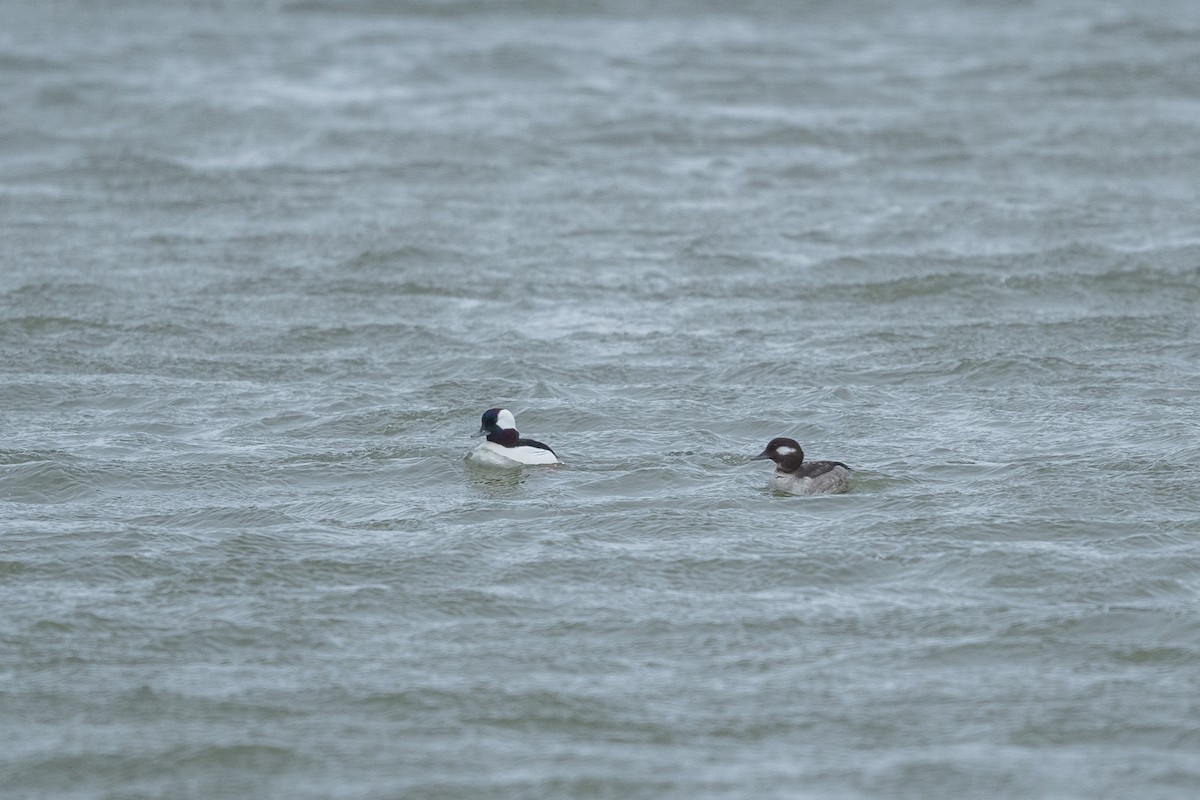 ヒメハジロ - ML553220891