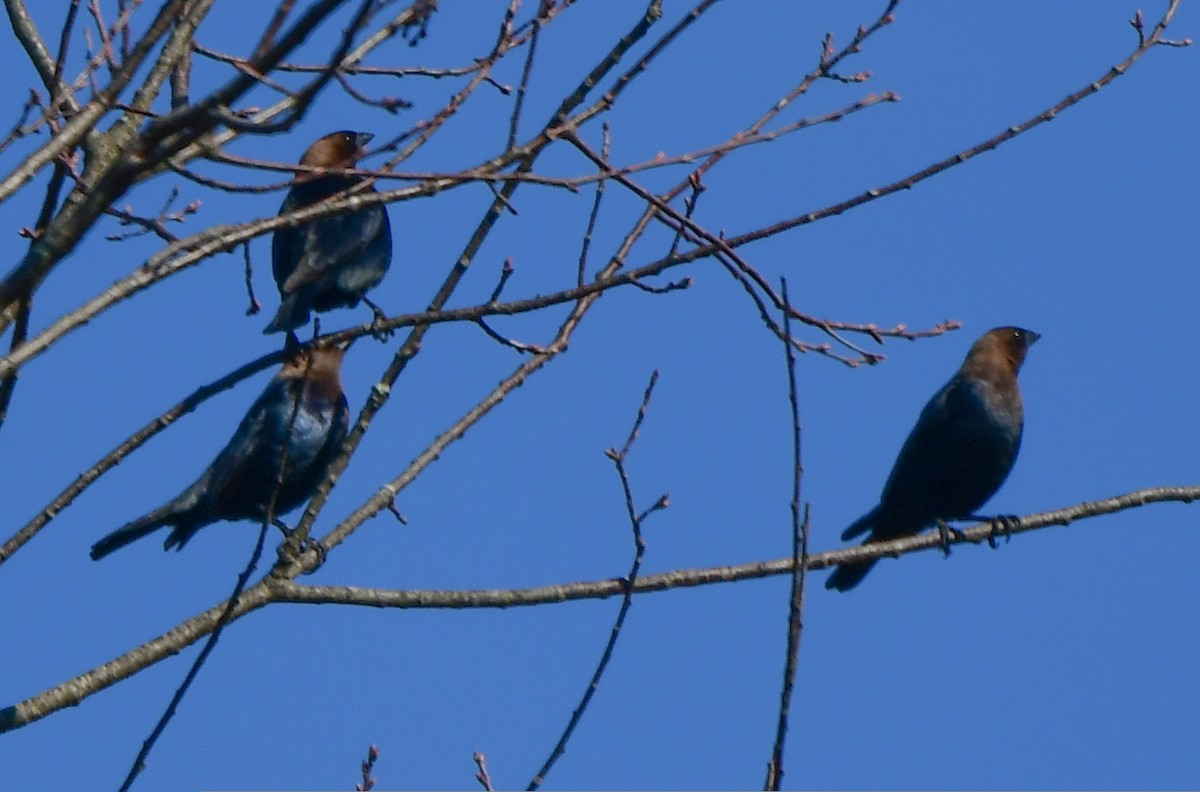 Brown-headed Cowbird - ML553221331