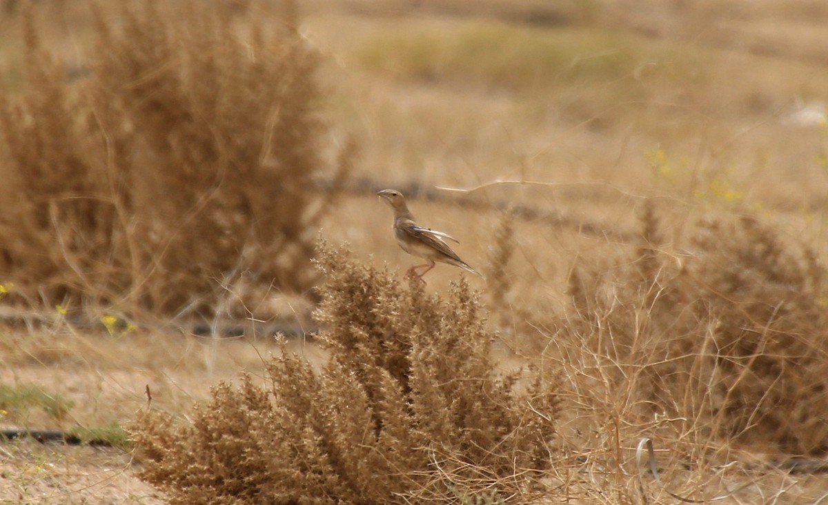 Pale Rockfinch - ML55322211