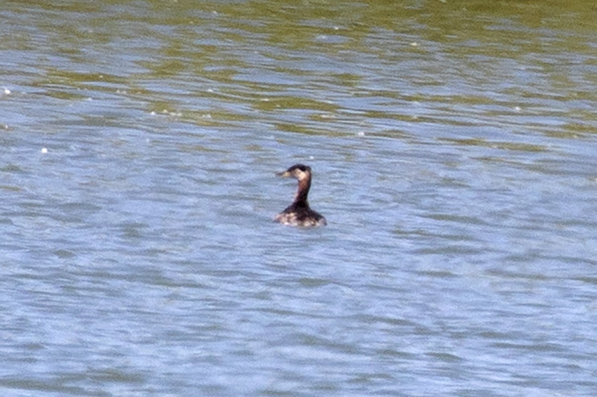 Red-necked Grebe - ML553222241