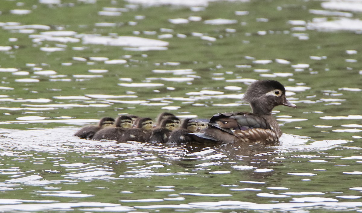 Wood Duck - ML553222271