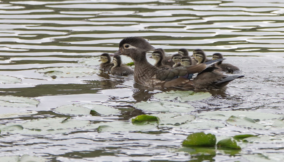 Wood Duck - ML553222281