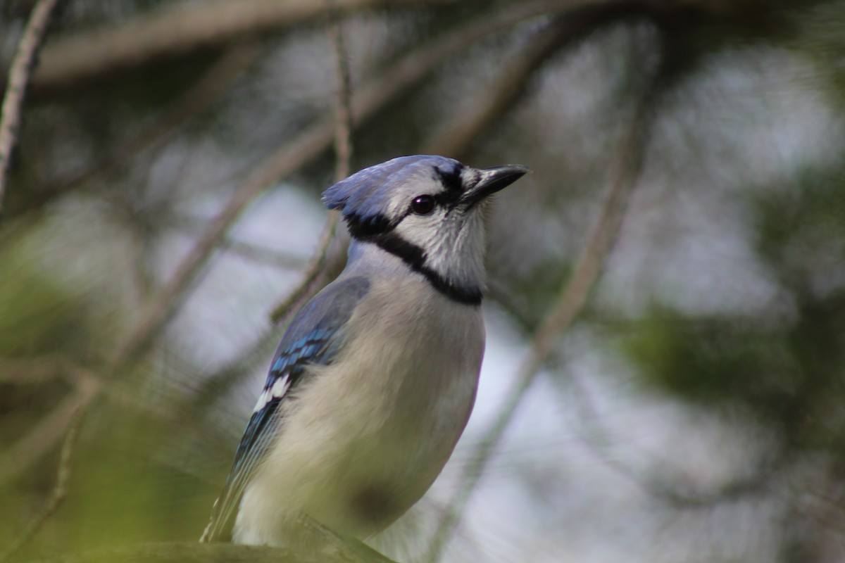 Blue Jay - ML553222321