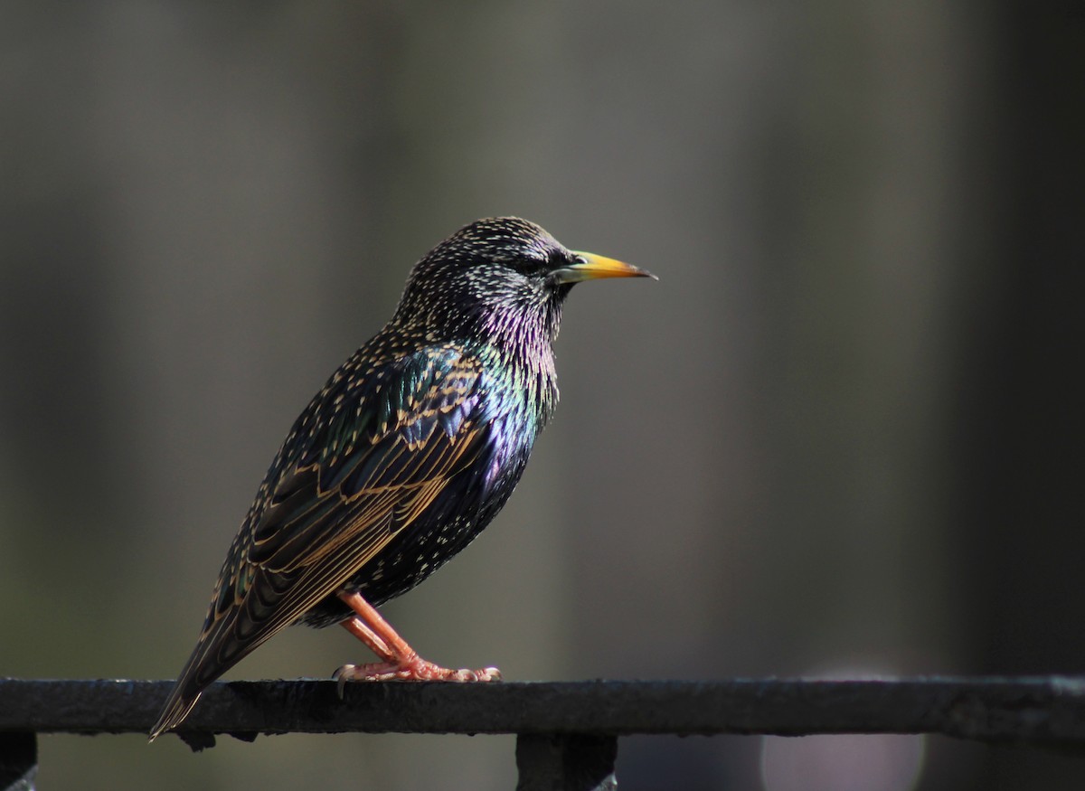 European Starling - ML553222411